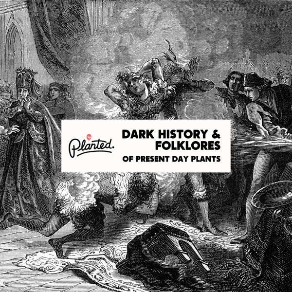 Vintage-style illustration with text overlay 'Dark History & Folklores of Present Day Plants' by Planted.