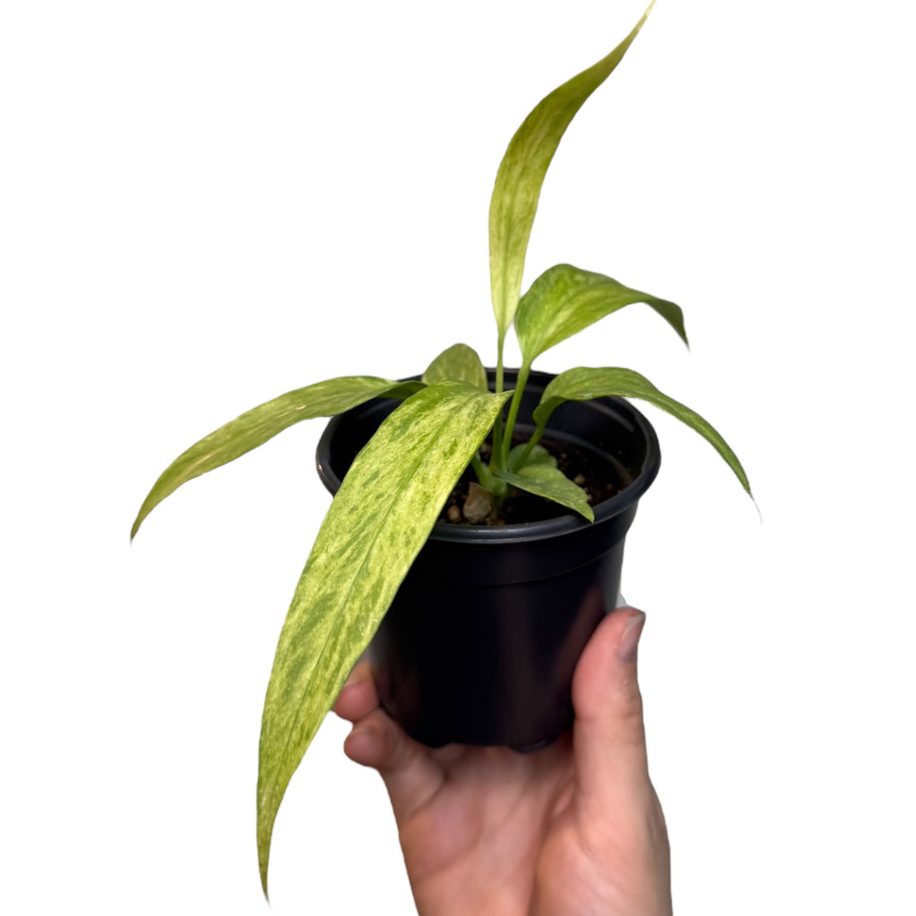 anthurium vittarifolium variegated Anthurium vittarifolium VARIEGATED – Planted