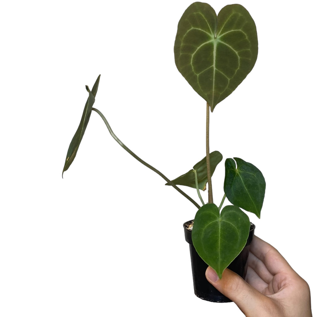 anthurium clarinervium moss pole Anthurium clarinervium – Planted