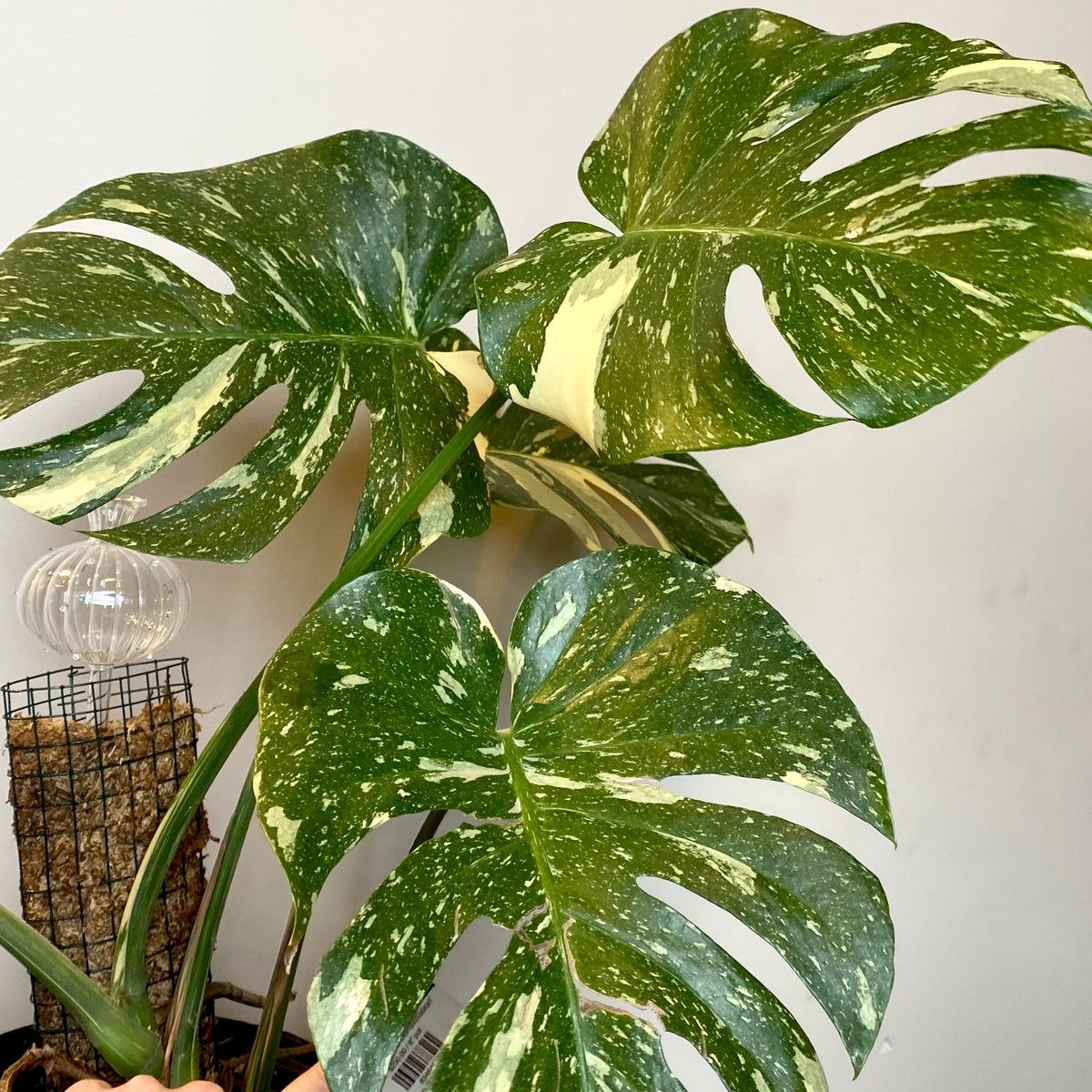 Monstera ‘Thai Constellation’ – Planted.