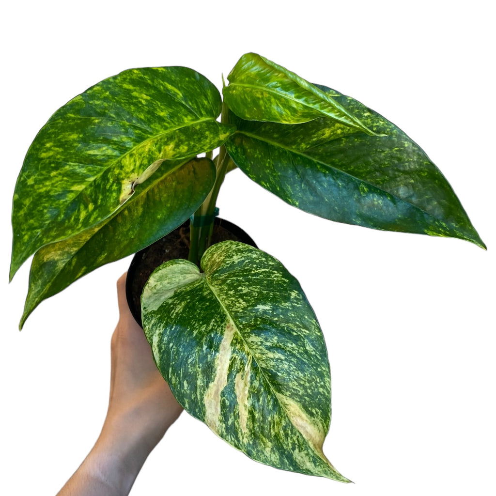 philodendron epipremnum Epipremnum pinnatum 'Yellow Flame' – Planted