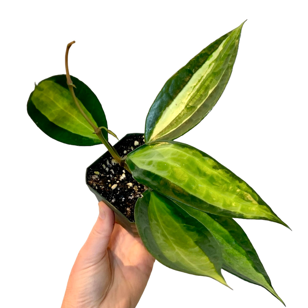 pot of gold plant care Hoya macrophylla “Pot of Gold” (Pet Friendly) – Planted