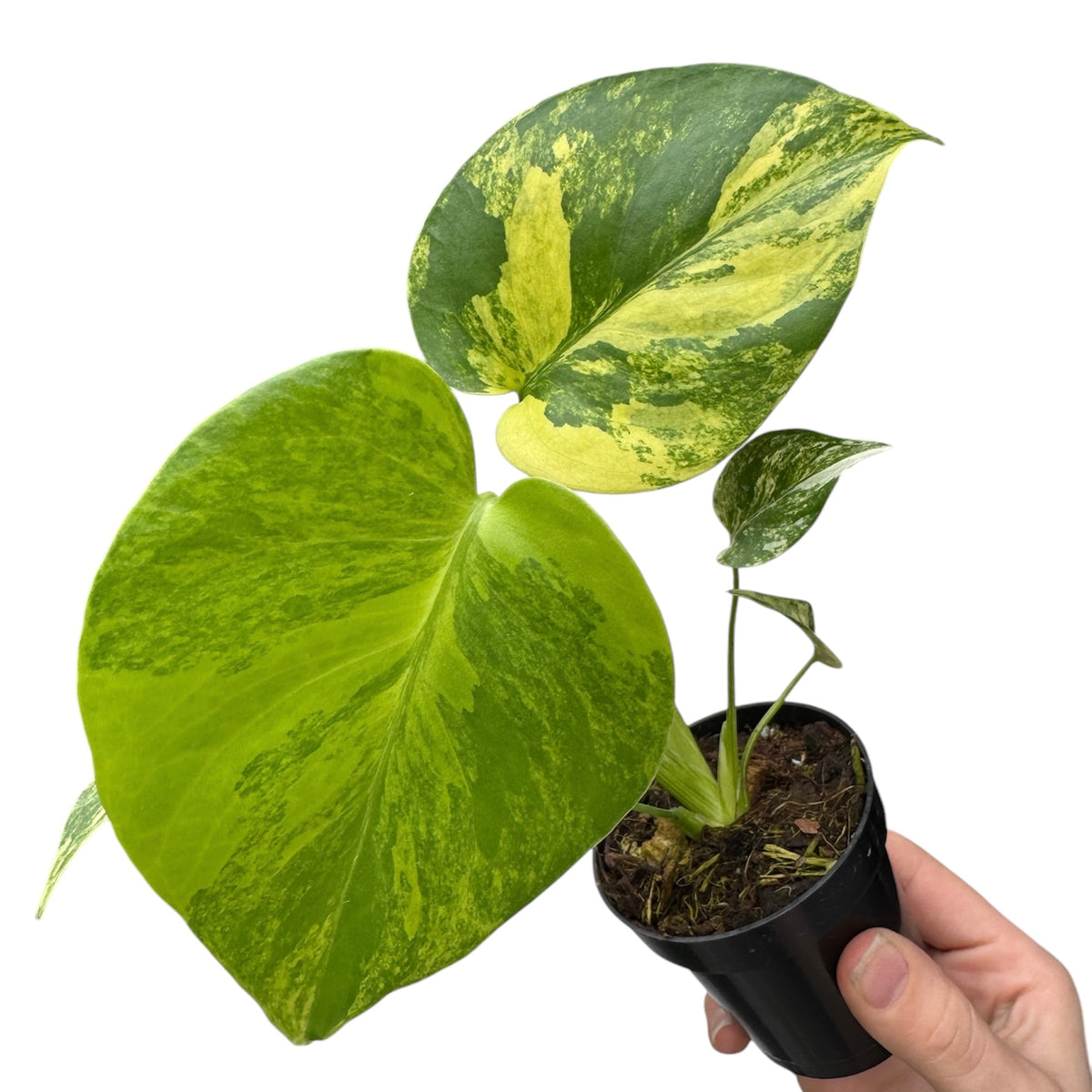 Monstera deliciosa aurea variegata – Planted