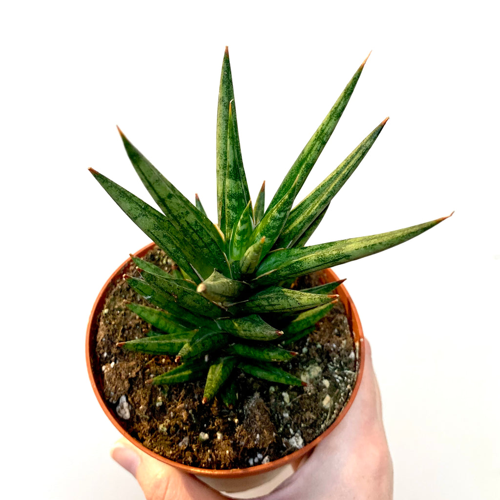 francissi sansevieria Dracaena/Sansevieria francisii “Thai Tower” – Planted