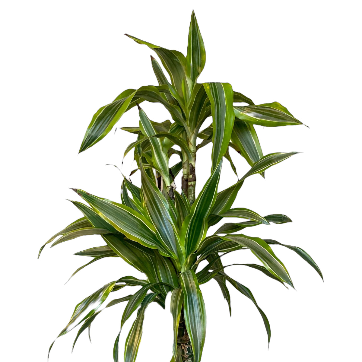 dracaena deremensis 'warneckii' leaves Dracaena deremensis Warneckii – Planted