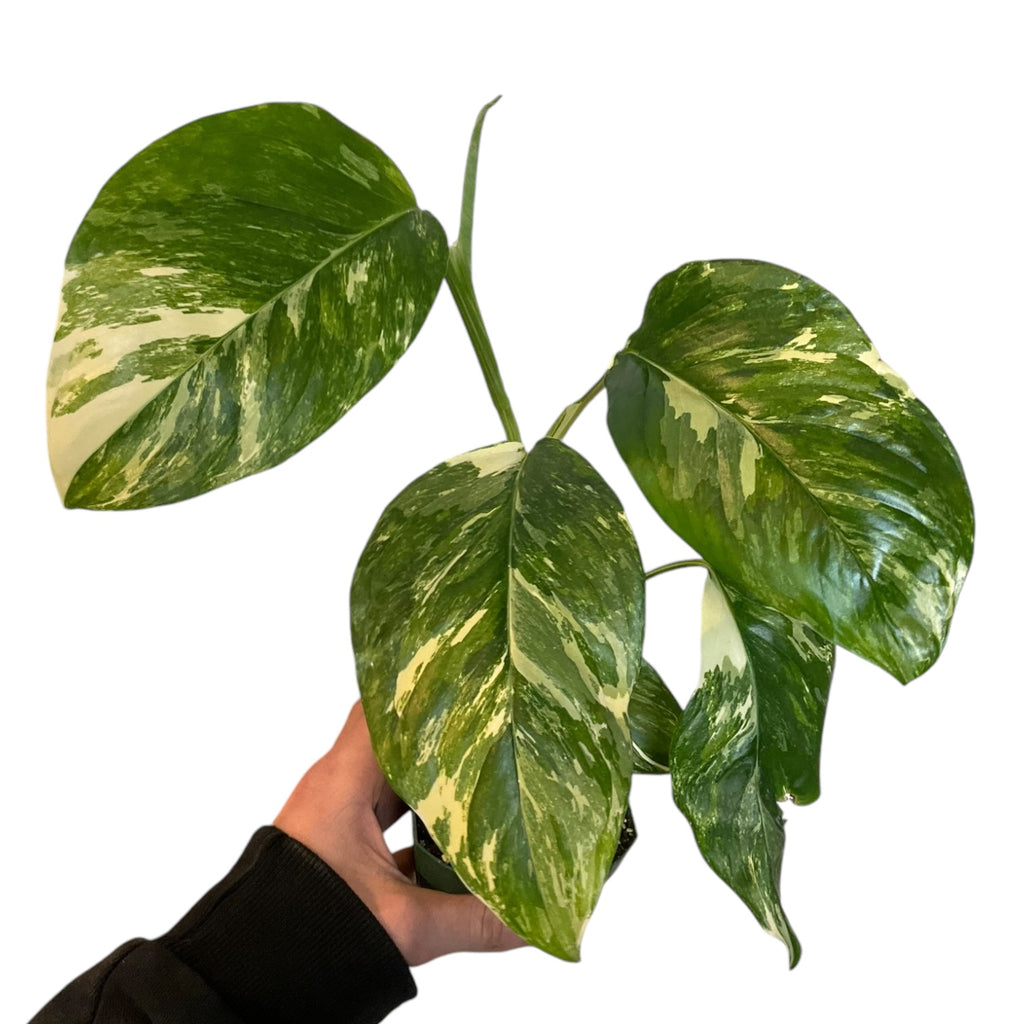 monstera adansonii var lechleriana Monstera lechleriana variegated – Planted