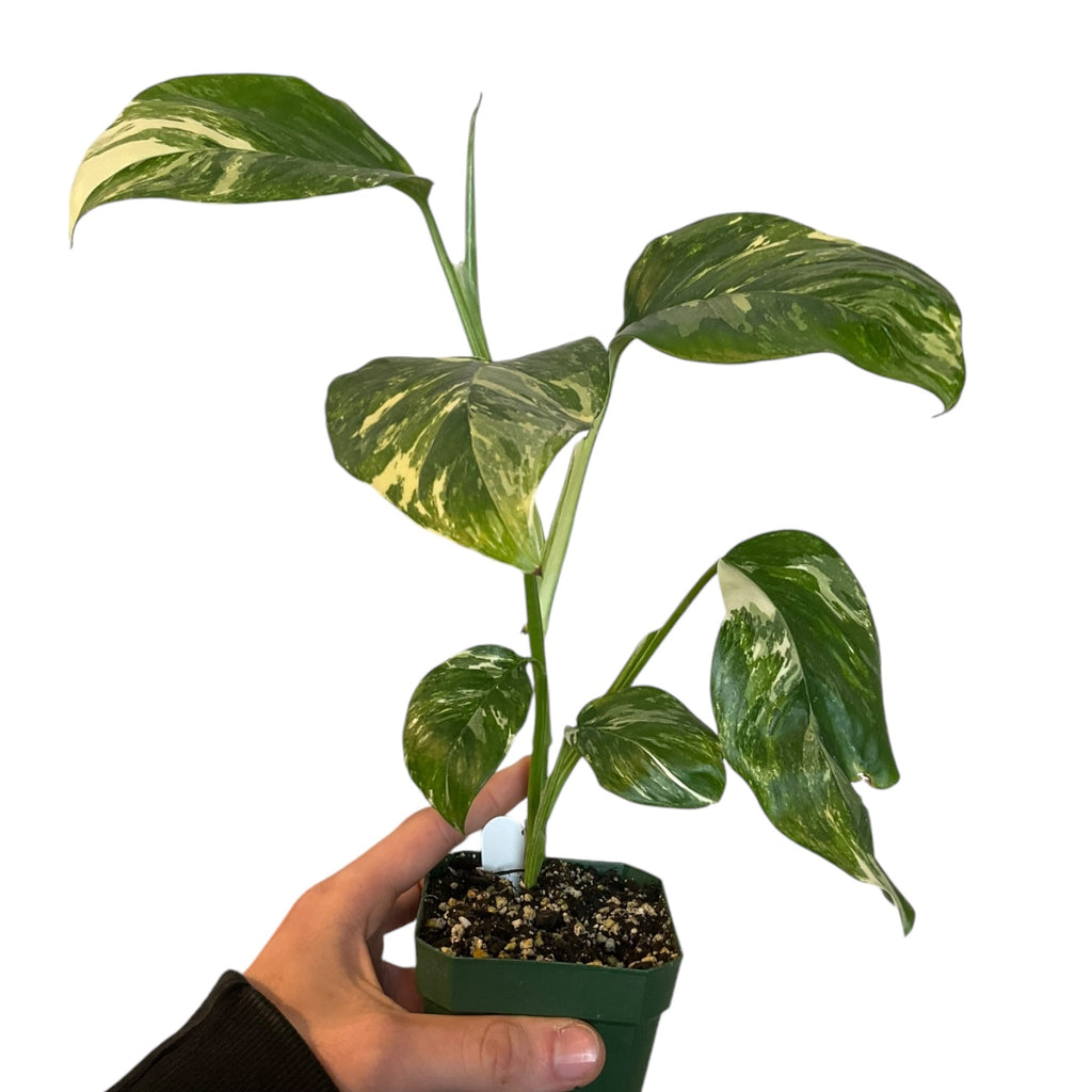 monstera adansonii lechleriana Monstera lechleriana variegated – Planted