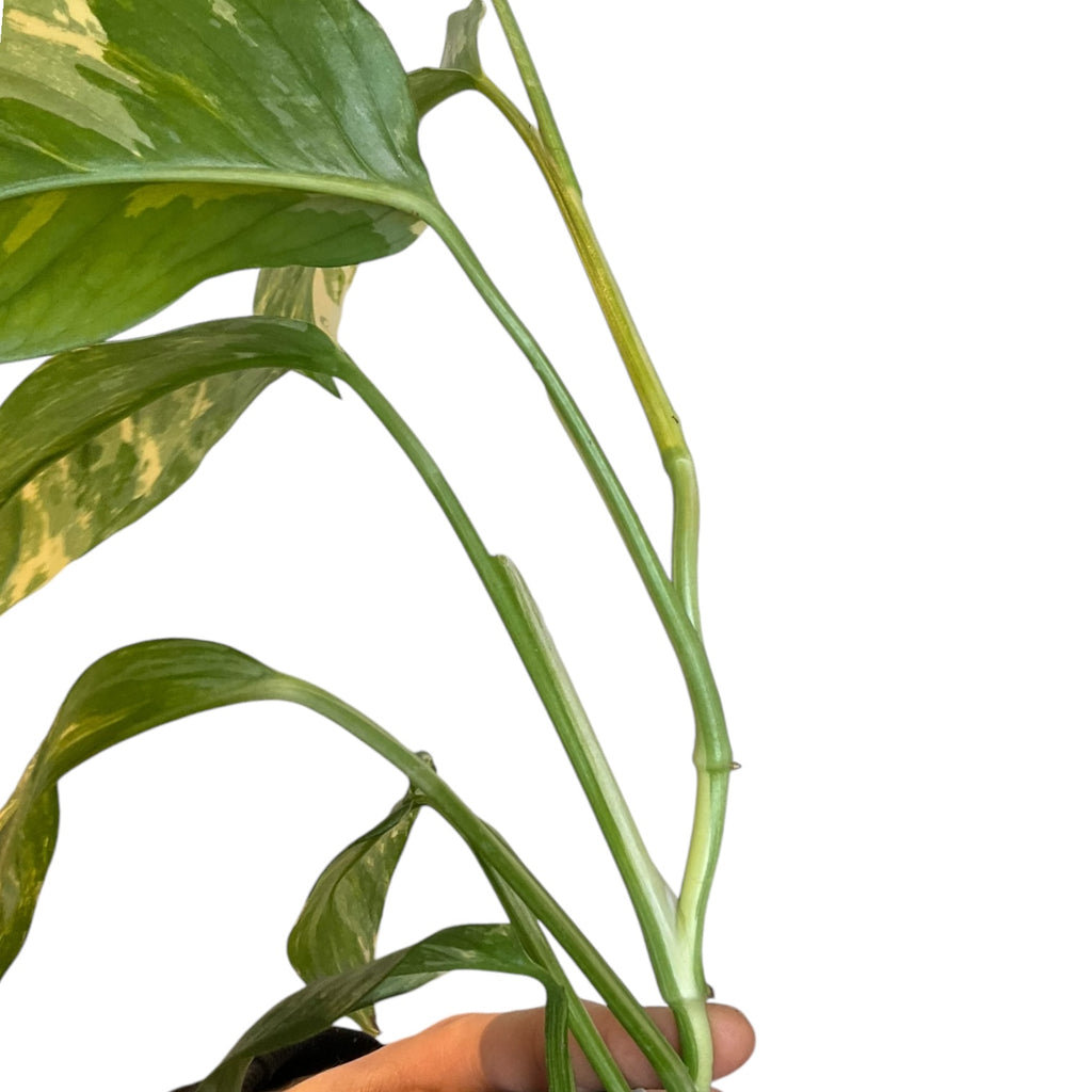 monstera adansonii lechleriana Monstera lechleriana variegated – Planted