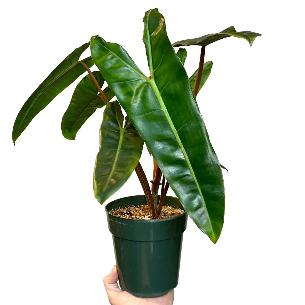 philodendron billietiae buy Philodendron billietiae