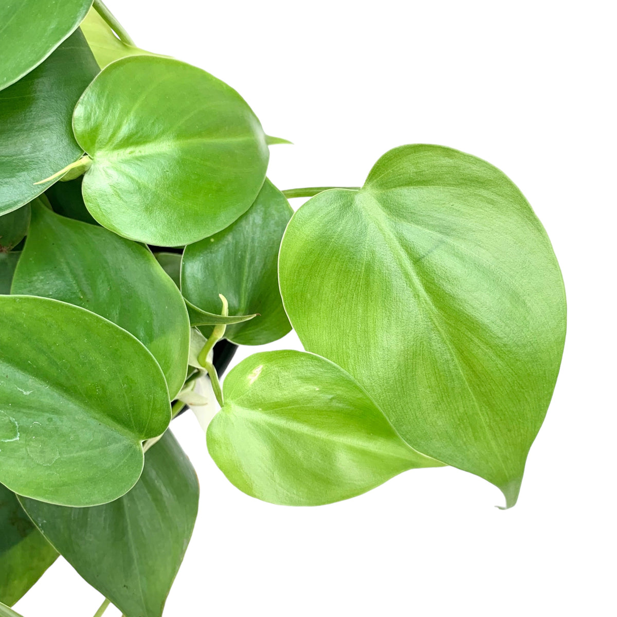 philodendron cardiacum Philodendron cordatum (Low Light Tolerant) – Planted
