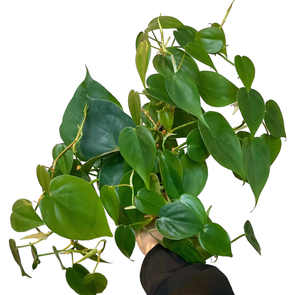can philodendron grow in low light Philodendron cordatum (Low Light Tolerant) – Planted