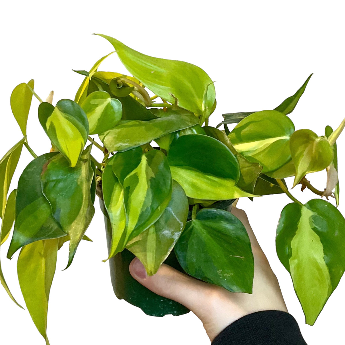 Philodendron cordatum 'Brasil' (Low Light Tolerant) – Planted