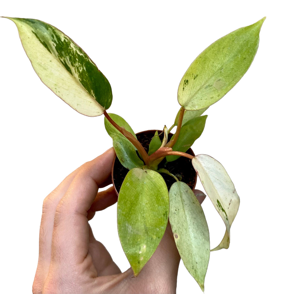 philodendron snow Philodendron “Snow Drift” – Planted