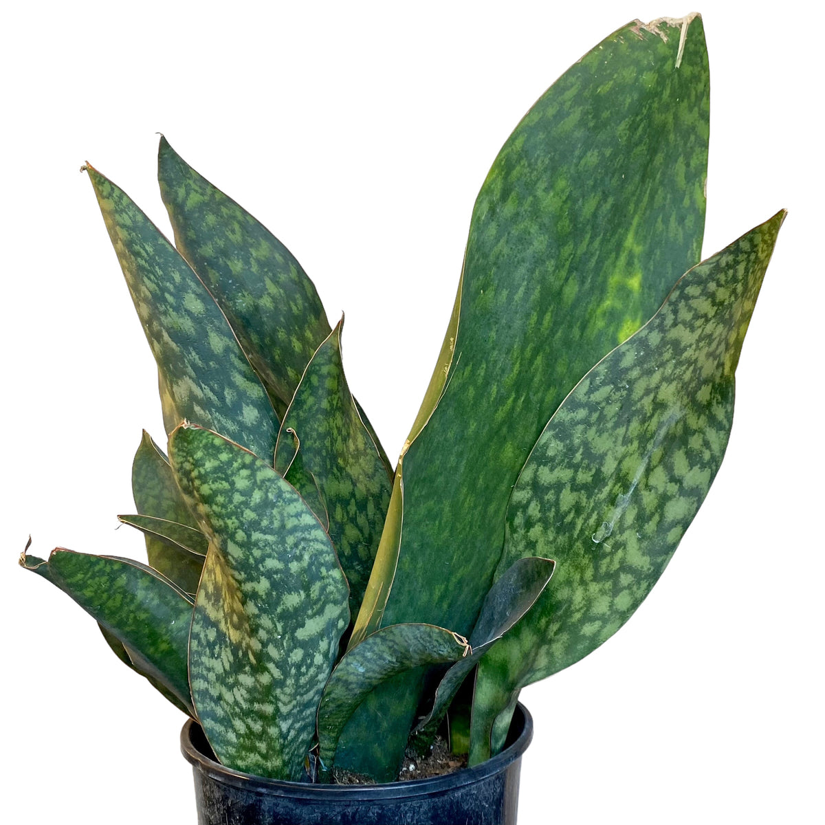 Dracaena/Sansevieria masoniana (Whale Fin)