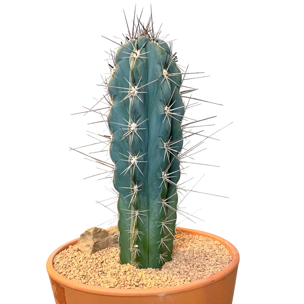 “Toothpick” Cactus