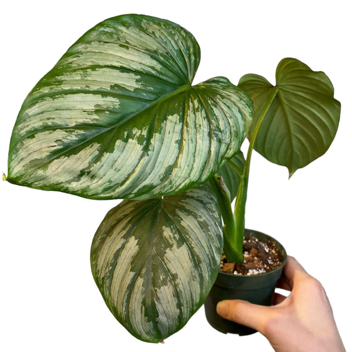 Philodendron pastazanum “Silver Cloud” – Planted.