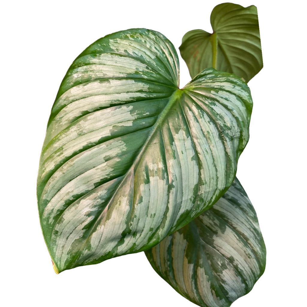 buy philodendron pastazanum Philodendron pastazanum “Silver Cloud” – Planted