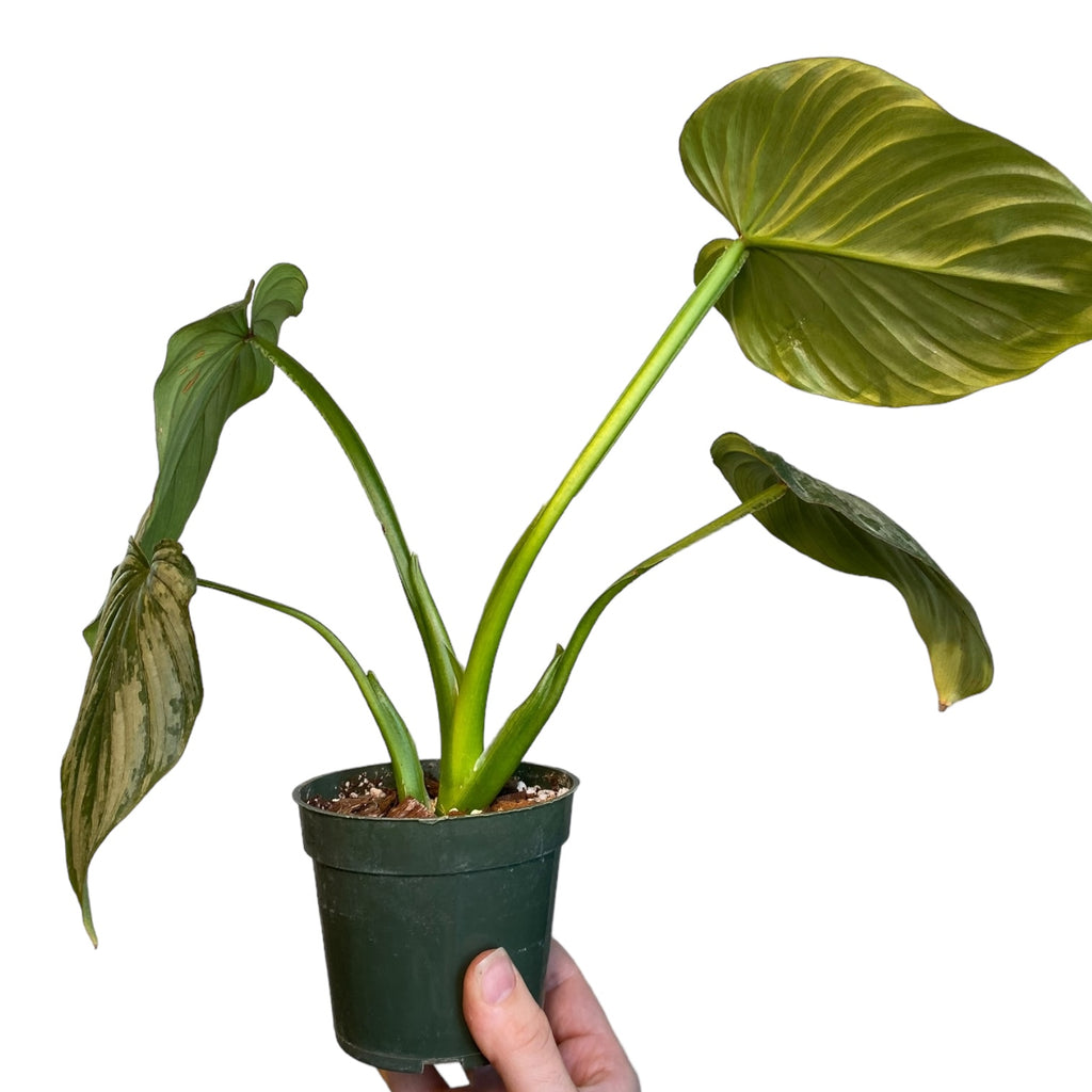 philodendron silver pastazanum Philodendron pastazanum “Silver Cloud” – Planted