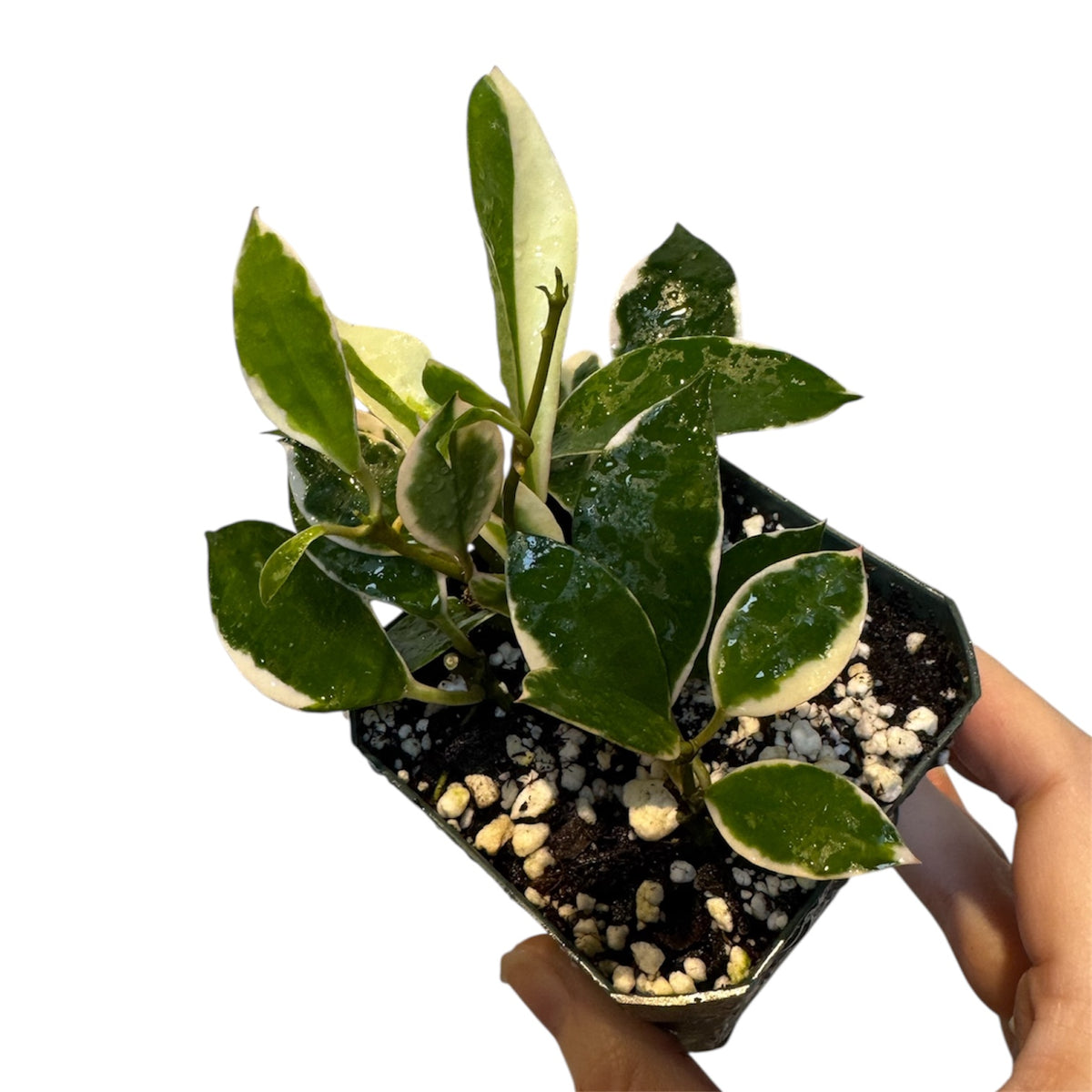 Hoya lacunosa Asami (Pet Friendly) – Planted.