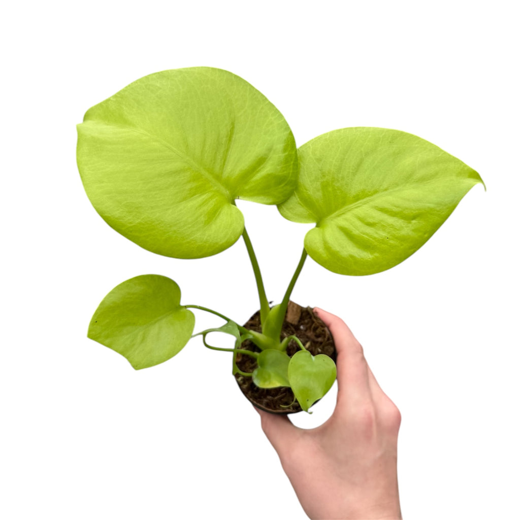 monstera deliciosa lemon lime Monstera deliciosa “Lemon Lime”