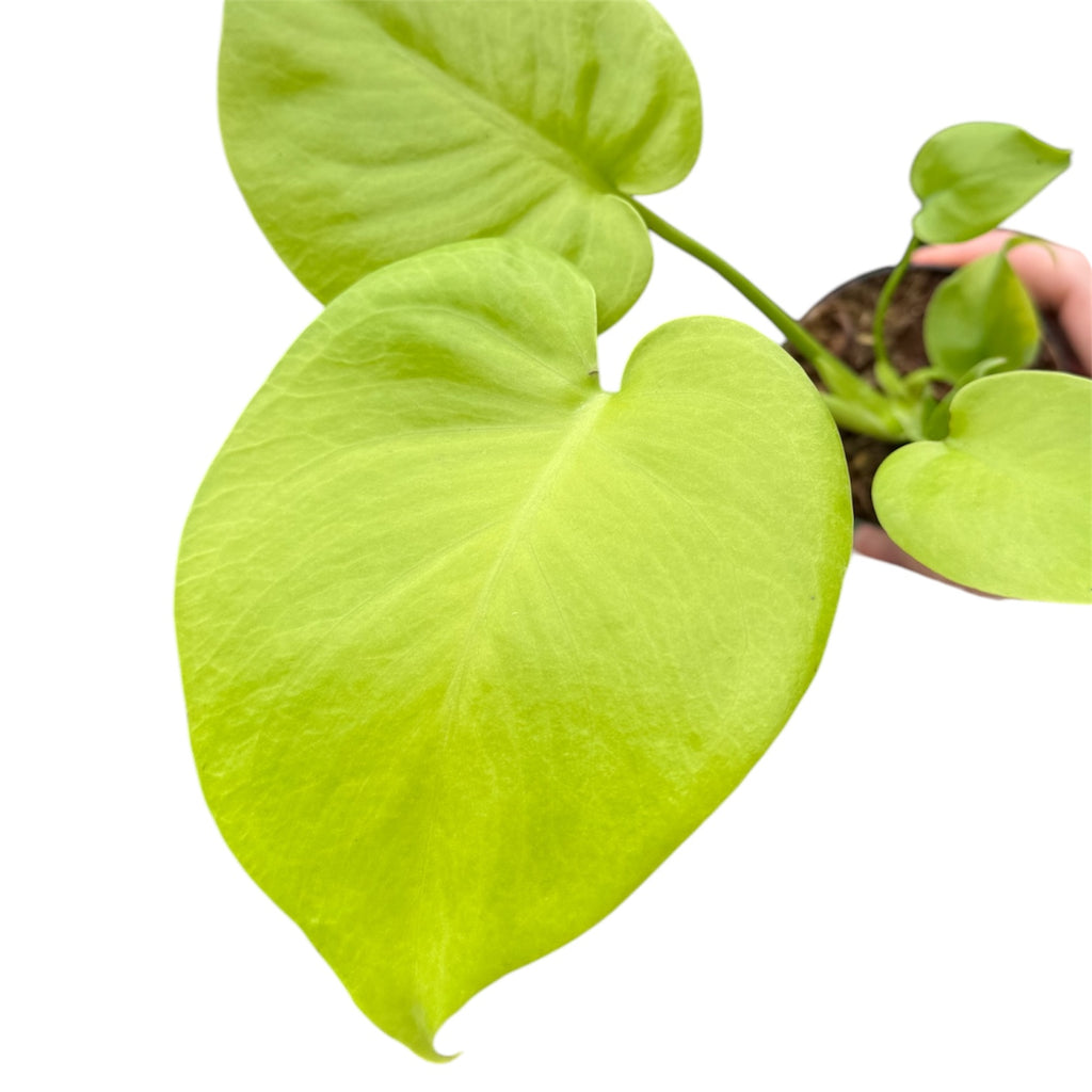 monstera deliciosa lemon lime Monstera deliciosa “Lemon Lime” – Planted