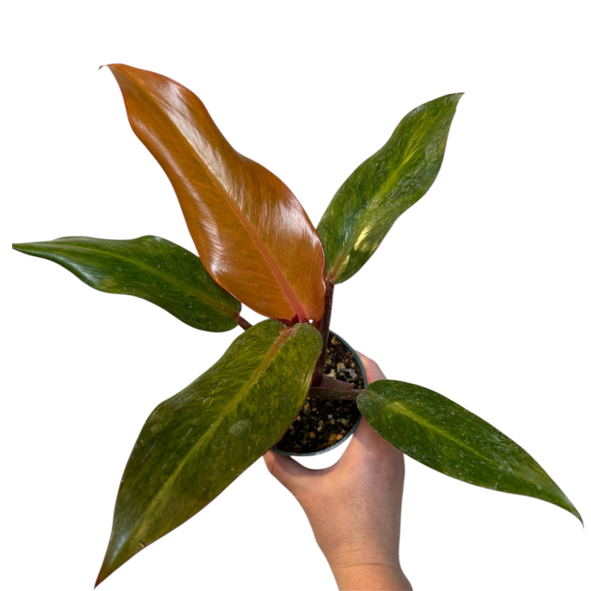 philodendron orange marmalade care Philodendron “Orange Marmalade” – Planted