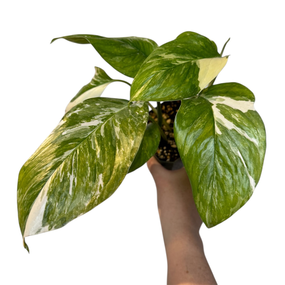 Monstera lechleriana variegated – Planted