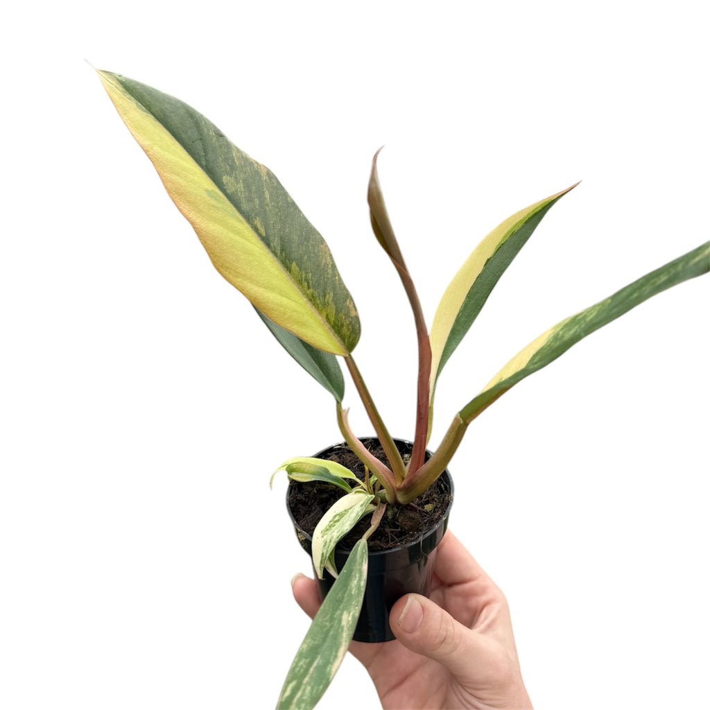 philodendron caramel marble for sale Philodendron 'Caramel Marble' – Planted