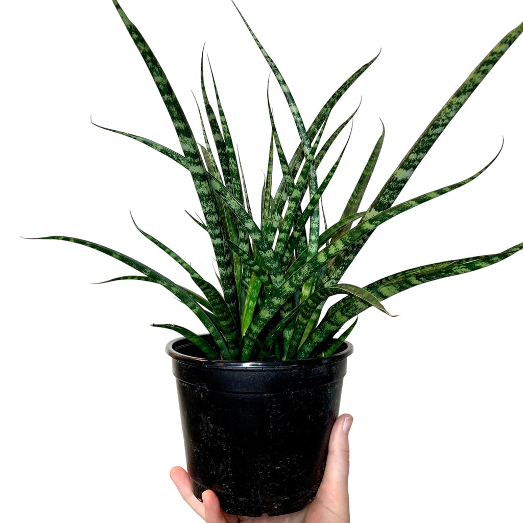 sansevieria fernwood ikea Dracaena/Sansevieria Fernwood Mikado (Low Light Tolerant) – Planted