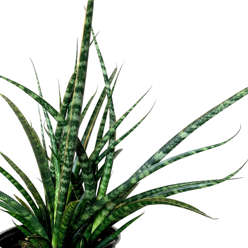 sansevieria fernwood light Dracaena/Sansevieria Fernwood Mikado (Low Light Tolerant) – Planted