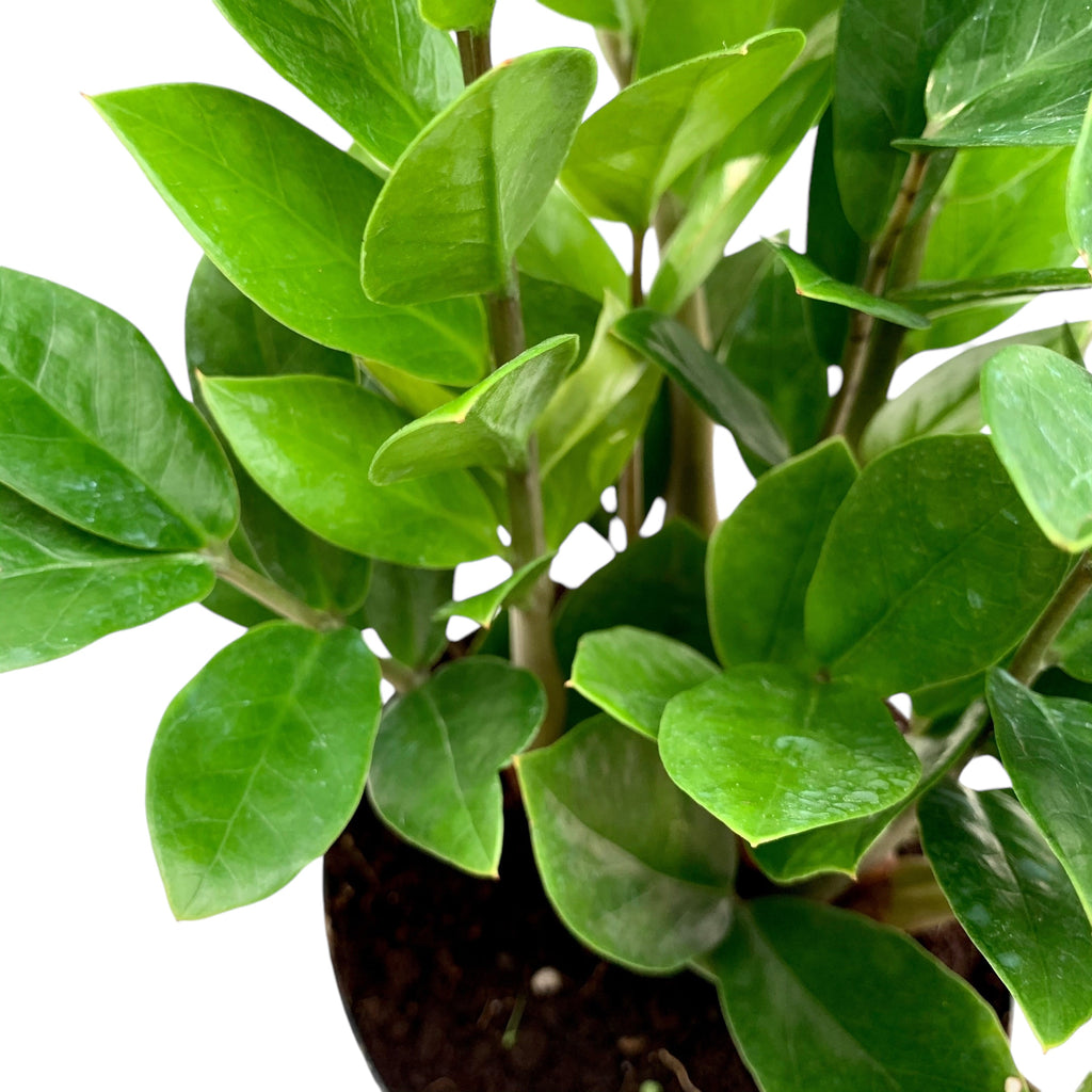 zz plant very low light ZZ Plant (Low Light) – Planted