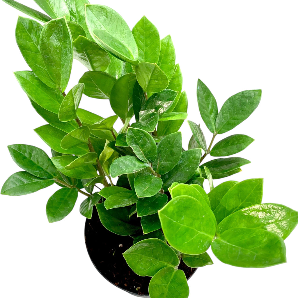 zz plant light requirements ZZ Plant (Low Light) – Planted