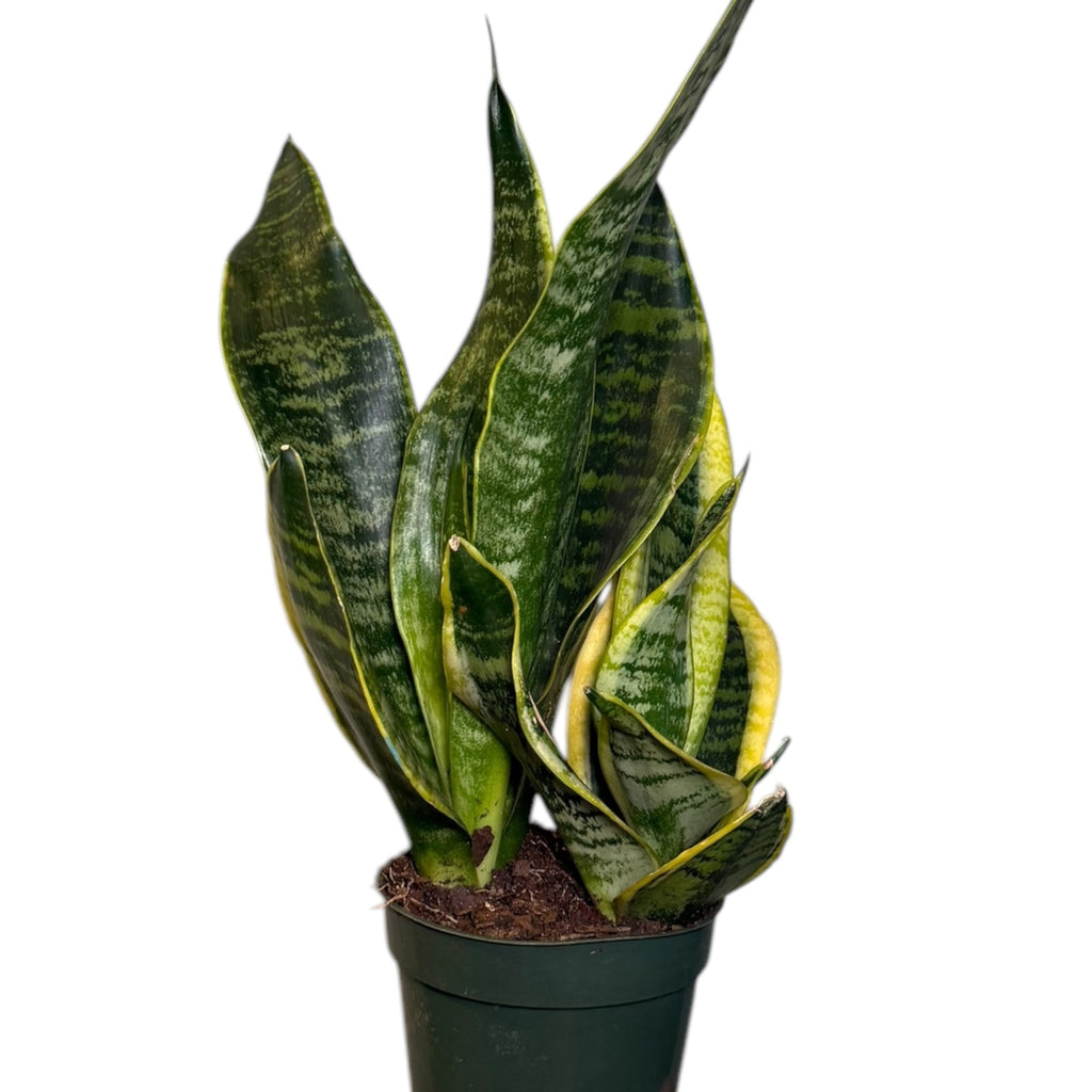 dracaena or sansevieria Dracaena/Sansevieria laurentii 'Superba' (Low Light Tolerant) – Planted
