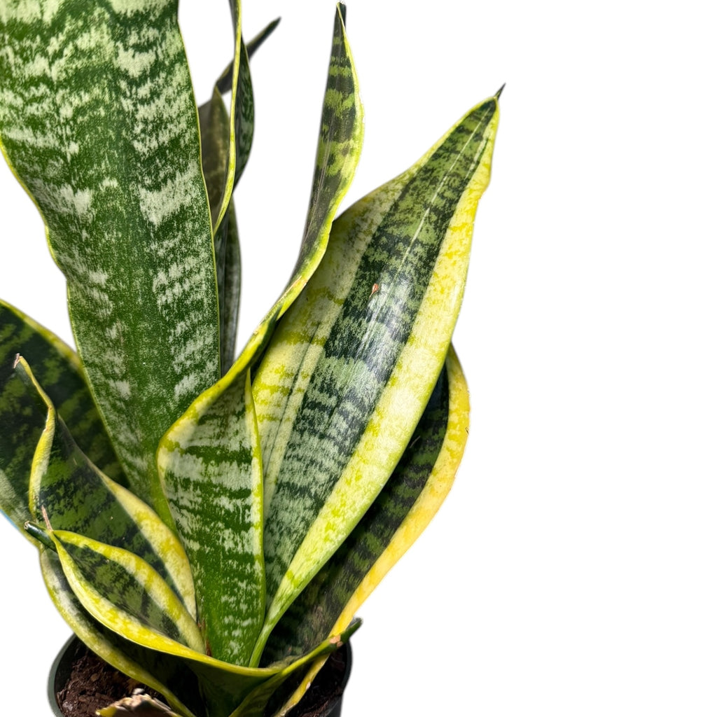 dracaena laurentii Dracaena/Sansevieria laurentii 'Superba' (Low Light Tolerant) – Planted