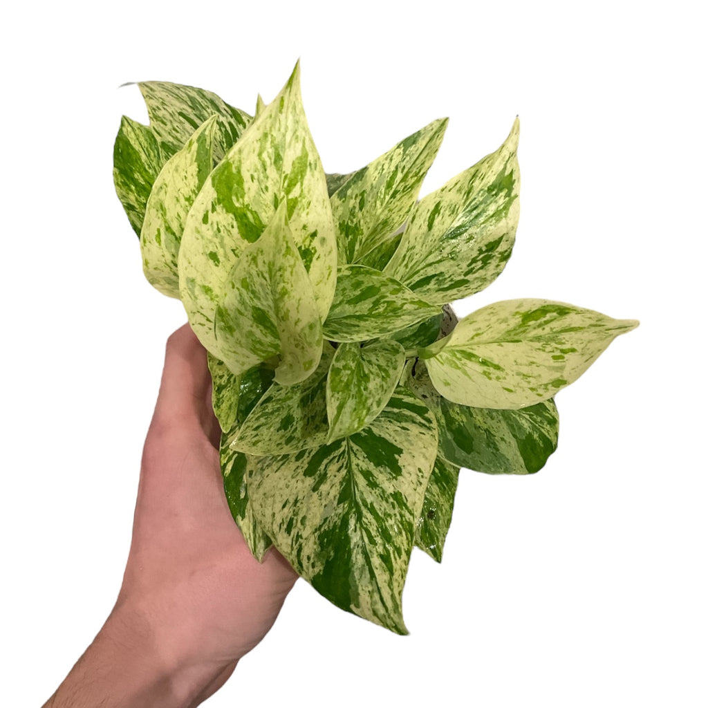 pothos prisma Epipremnum/Pothos 'Marble Queen' (Low Light Tolerant)