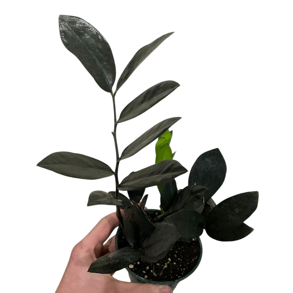 super nova zz plant ZZ 'Raven'/Super Nova – Planted