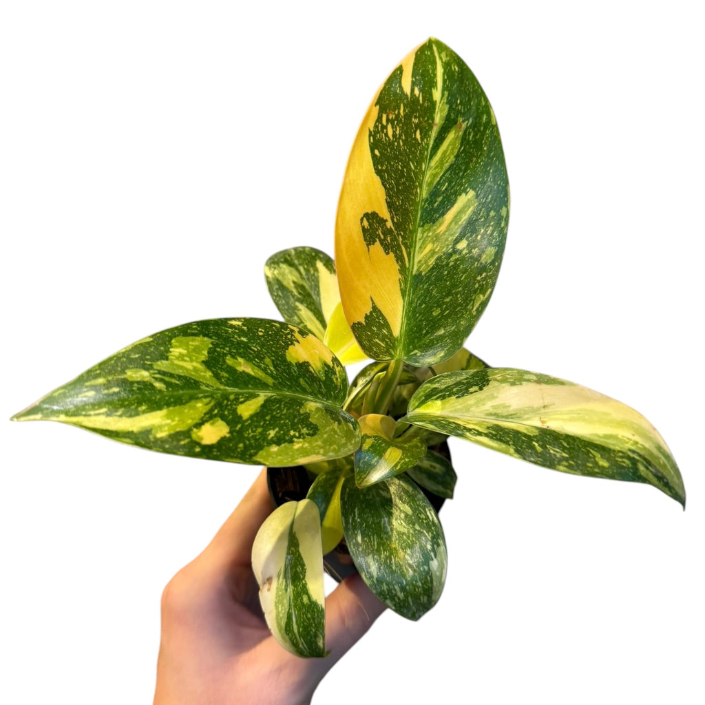 philodendron green congo hybrid Philodendron Green Congo hybrid – Planted