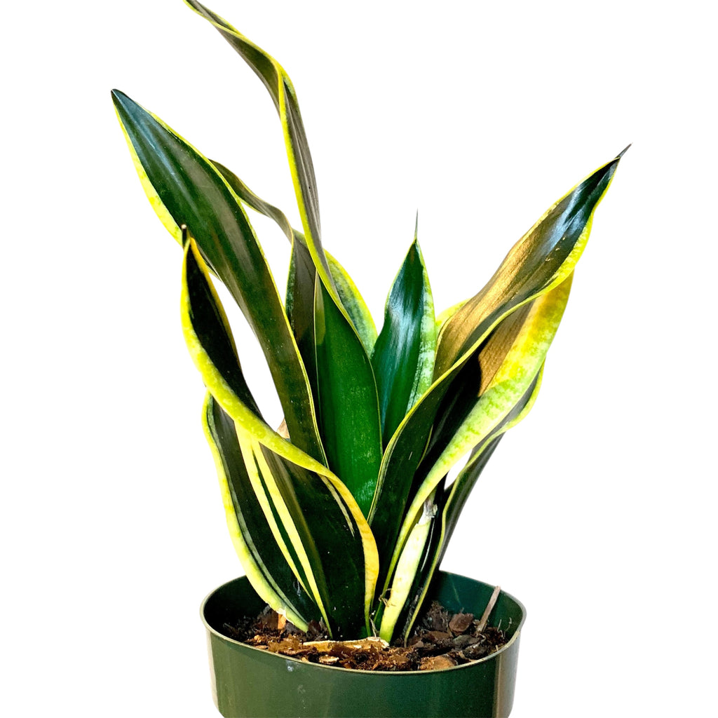 dracaena or sansevieria Dracaena/Sansevieria 'Black Gold' (Low Light Tolerant) – Planted