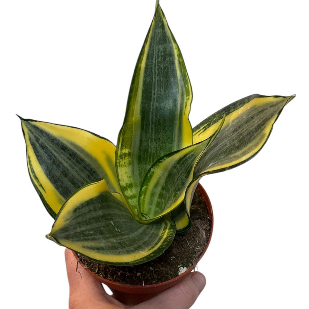sansevieria or dracaena Dracaena/Sansevieria “Gold Dust” (Low Light Tolerant)