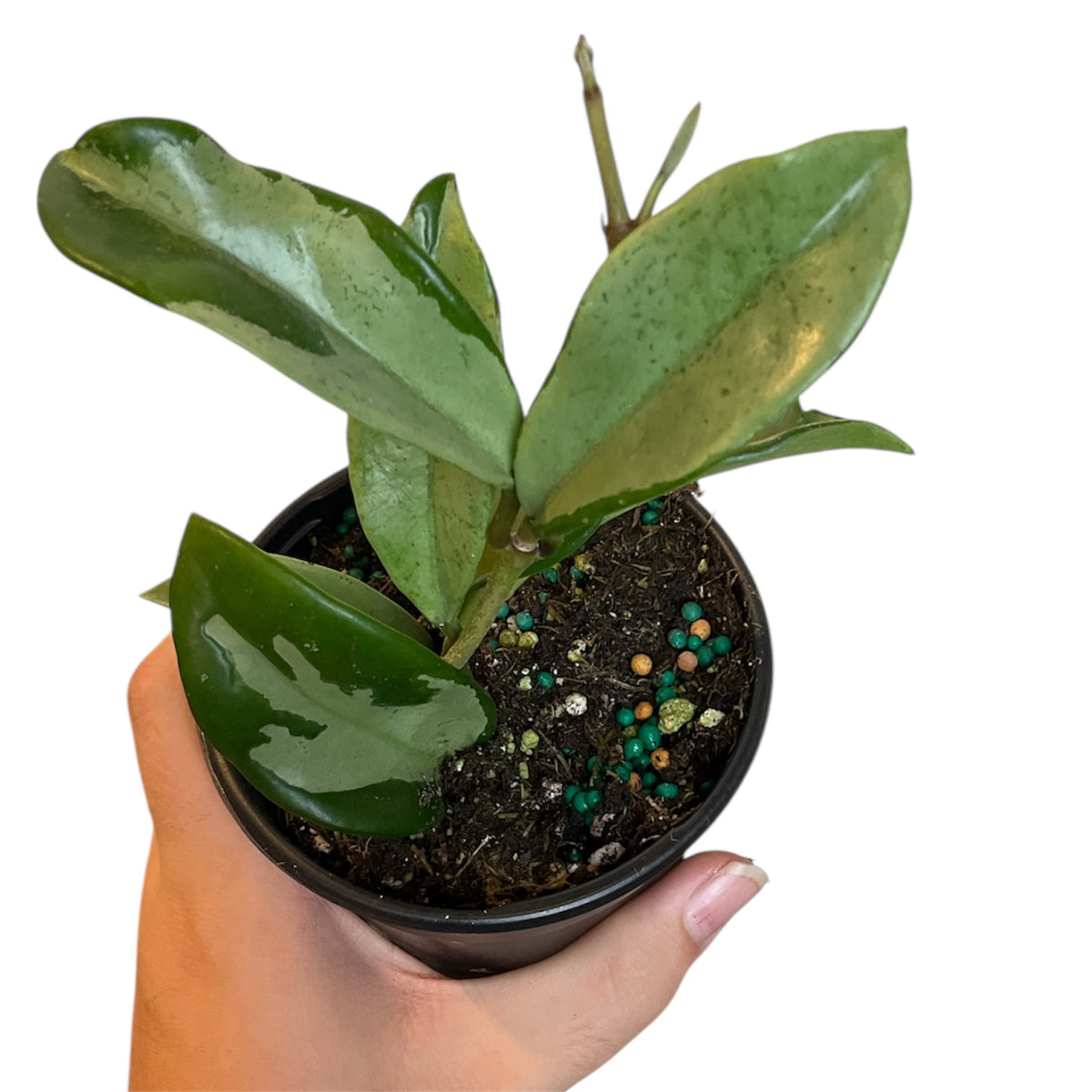 HOYA エリプティカ　 250808 7 Rare) Hoya sp. GPS7240 for sale - HappyForestStore