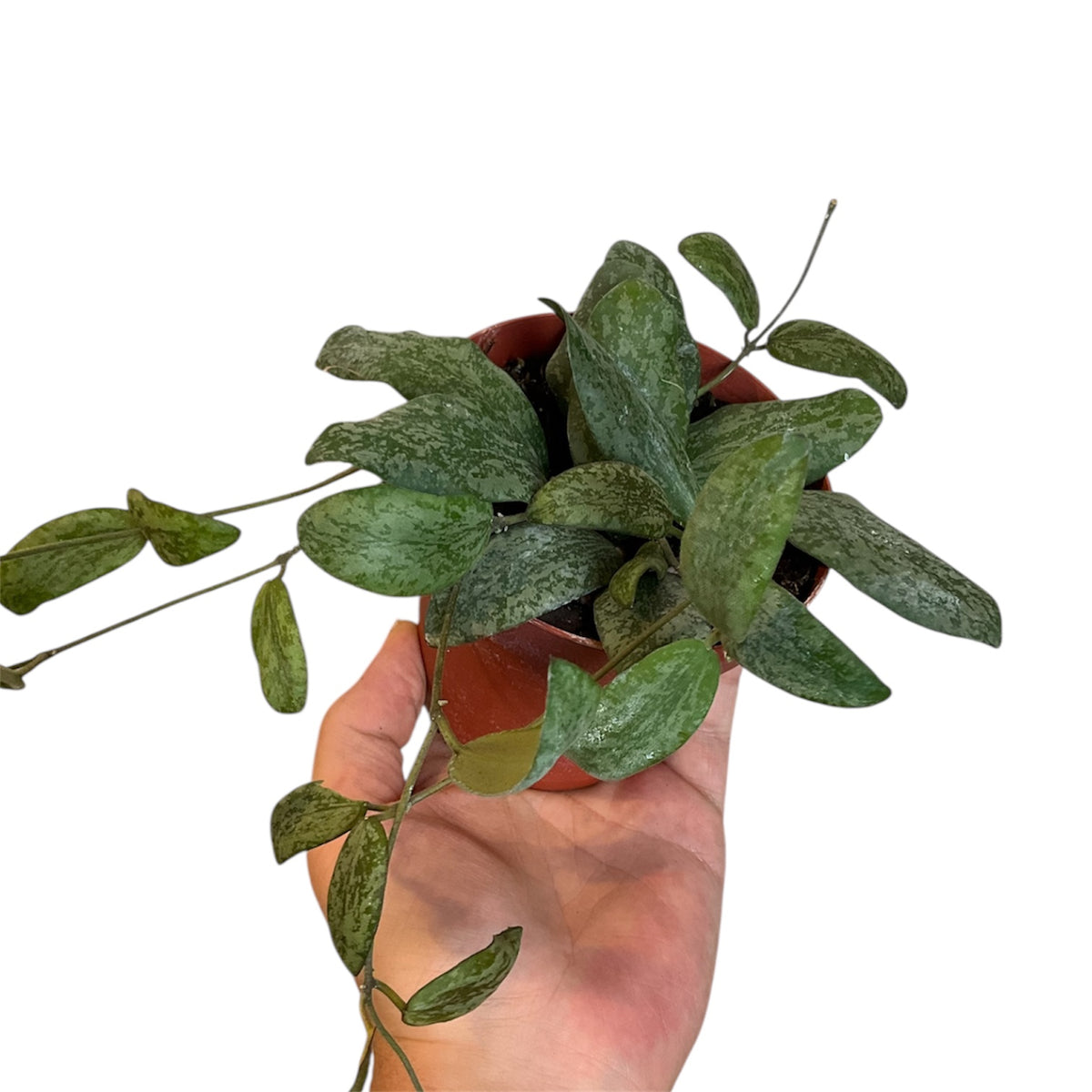 Hoya sigillatis 'Silver' (Pet Friendly) – Planted.