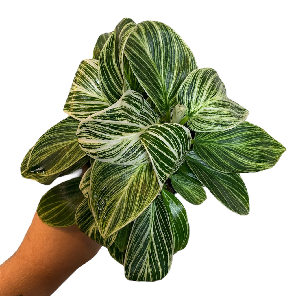 philodendron green galaxy Philodendron 'Birkin Galaxy' – Planted