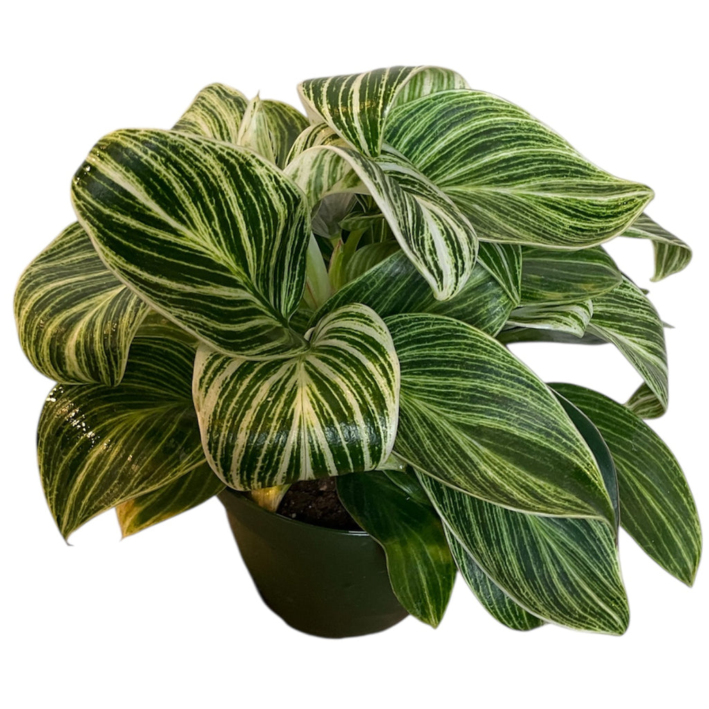 philodendron birkin galaxy Philodendron 'Birkin Galaxy' – Planted