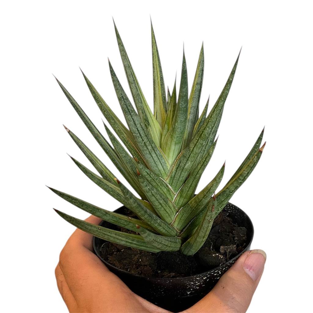 sansevieria francisii care Dracaena/Sansevieria francisii “Bunlue Torch” – Planted