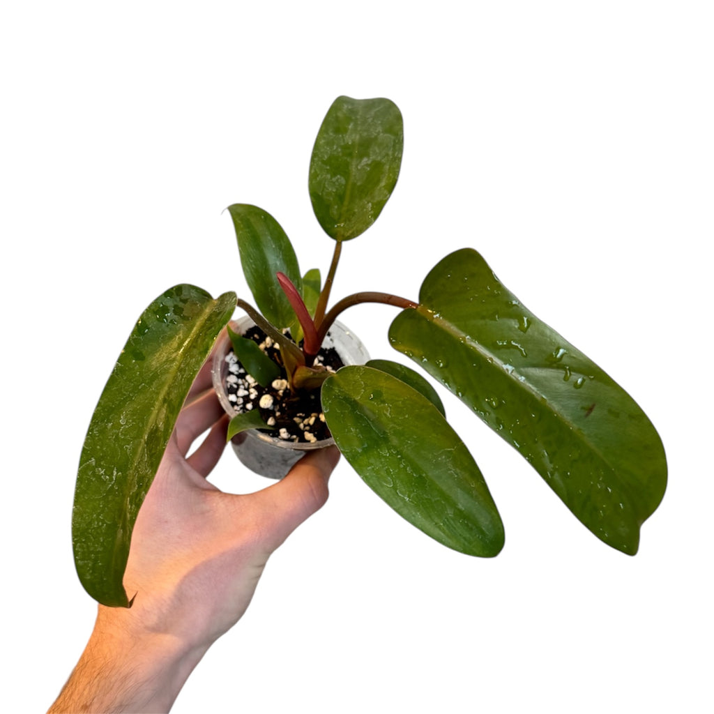 philodendron sayaka Philodendron sayaka