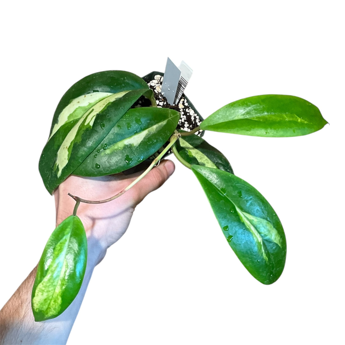 Hoya incrassata variegated ‘Moon Shadow’ (Pet Friendly)