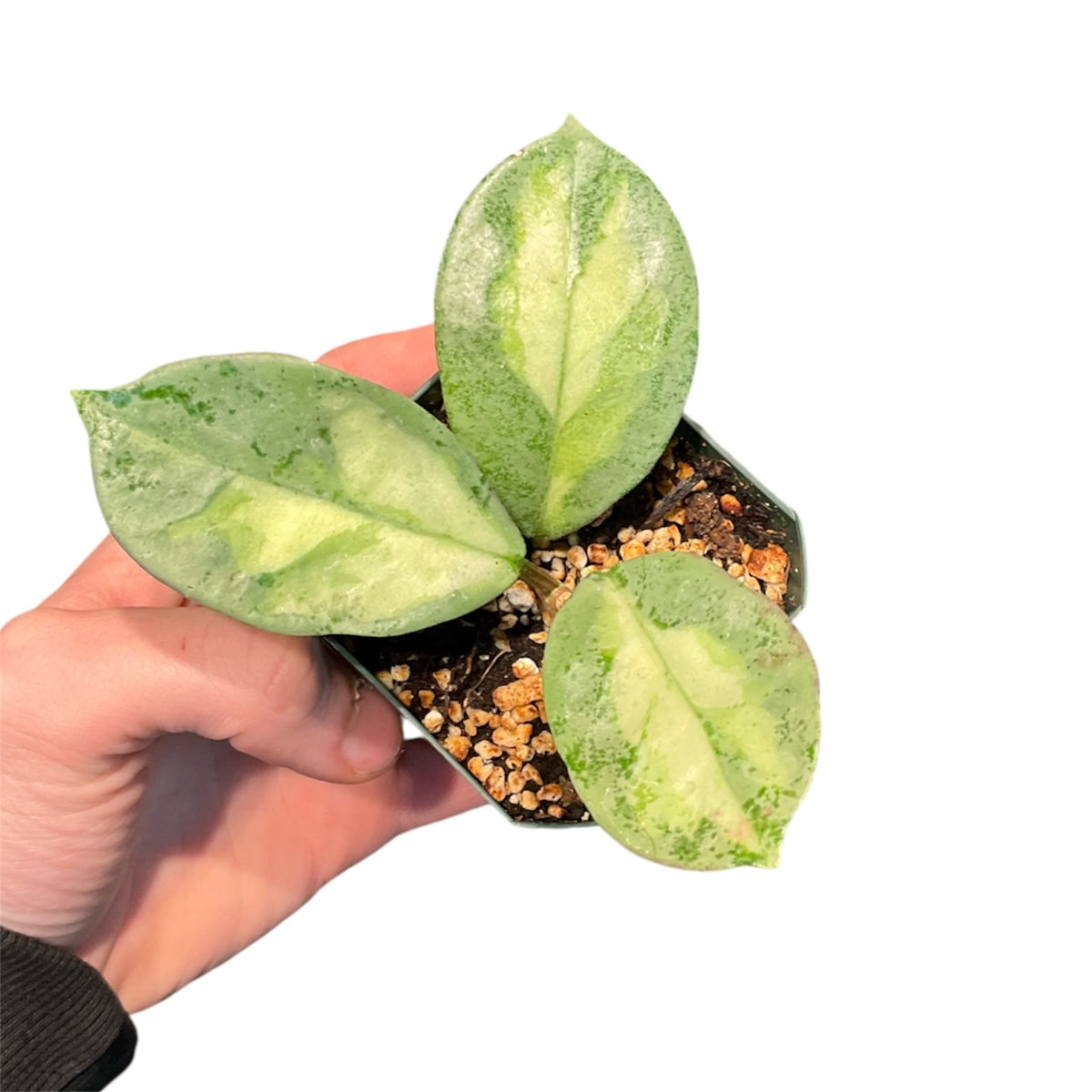 Hoya carnosa 'Argentea Princess' – Planted.