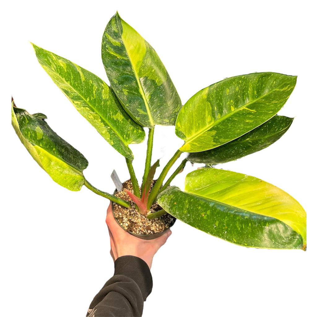 philodendron imperial green vs congo green Philodendron Green Congo hybrid