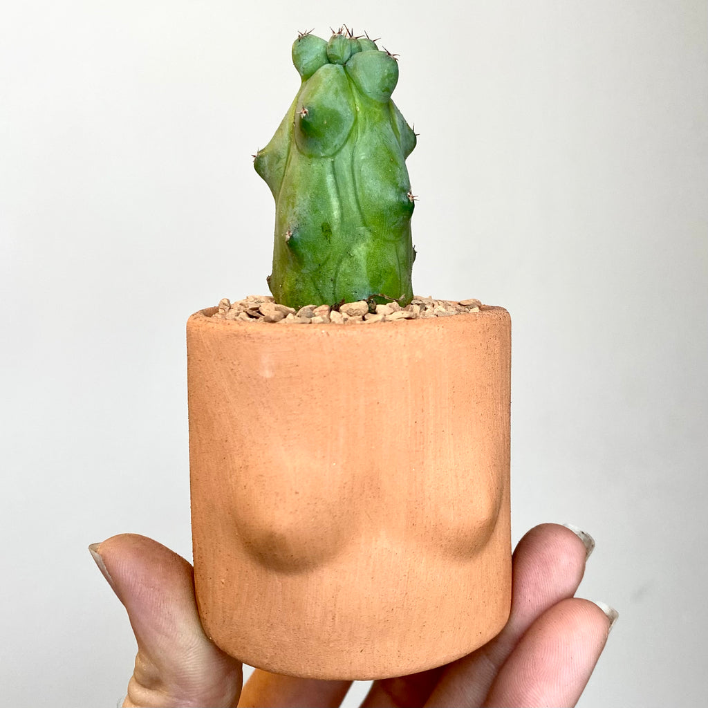 boob succulent Myrtillocactus geometrizans “BOOB cactus” – Planted