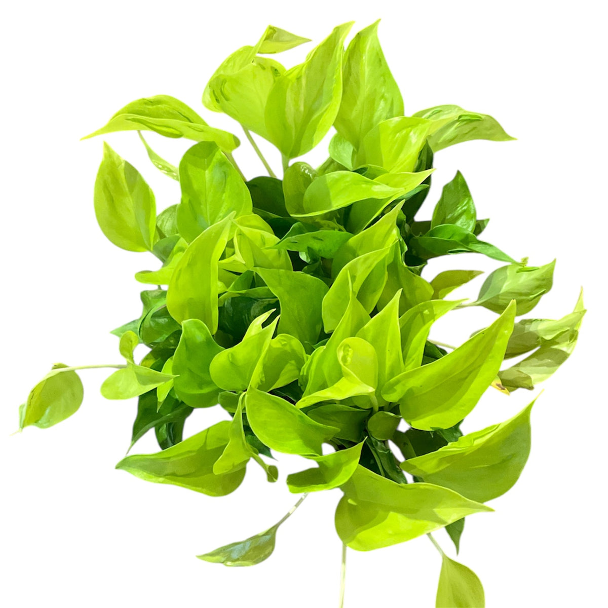 pothos vs epipremnum Epipremnum/Pothos 'Sao Paulo' (Low Light Tolerant) – Planted